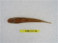藏品(大吻鰕虎)的圖片